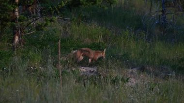 Kızıl tilki yavruları yuvalarında oynuyorlar.