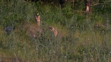 Kızıl tilki yavruları yuvalarında oynuyorlar.
