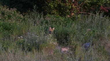 Kızıl tilki yavruları ilkbaharda Kanada Rocky Dağları 'ndaki inlerinde.