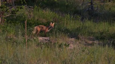 Kızıl tilki yavruları ilkbaharda Kanada Rocky Dağları 'ndaki inlerinde.