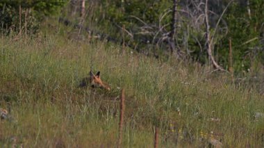 Kızıl tilki yavruları ilkbaharda Kanada Rocky Dağları 'ndaki inlerinde.
