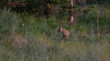 Kızıl tilki yavruları ilkbaharda Kanada Rocky Dağları 'ndaki inlerinde.