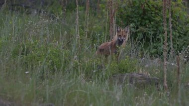 Kızıl tilki yavruları ilkbaharda Kanada Rocky Dağları 'ndaki inlerinde.