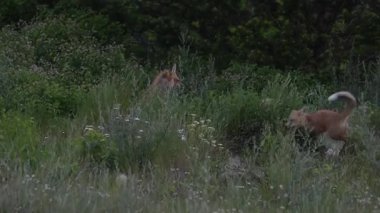 Kızıl tilki yavruları ilkbaharda Kanada Rocky Dağları 'ndaki inlerinde.