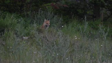 Kızıl tilki yavruları ilkbaharda Kanada Rocky Dağları 'ndaki inlerinde.
