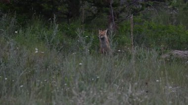 Kızıl tilki yavruları ilkbaharda Kanada Rocky Dağları 'ndaki inlerinde.