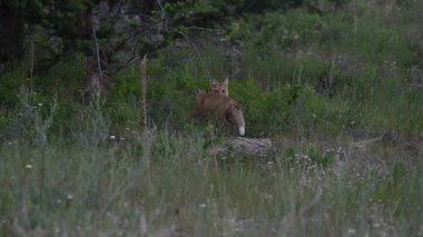 Kızıl tilki yavruları ilkbaharda Kanada Rocky Dağları 'ndaki inlerinde.