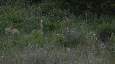 Kızıl tilki yavruları ilkbaharda Kanada Rocky Dağları 'ndaki inlerinde.