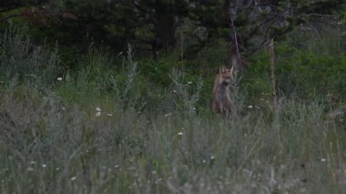 Kızıl tilki yavruları ilkbaharda Kanada Rocky Dağları 'ndaki inlerinde.