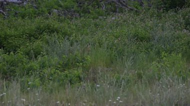 Kızıl tilki yavruları ilkbaharda Kanada Rocky Dağları 'ndaki inlerinde.