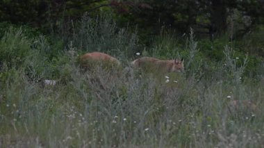 Kızıl tilki yavruları ilkbaharda Kanada Rocky Dağları 'ndaki inlerinde.