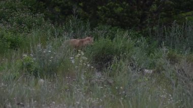 Kızıl tilki yavruları ilkbaharda Kanada Rocky Dağları 'ndaki inlerinde.