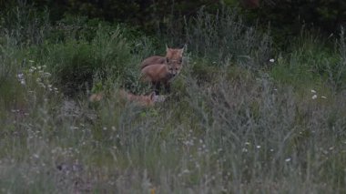 Kızıl tilki yavruları ilkbaharda Kanada Rocky Dağları 'ndaki inlerinde.