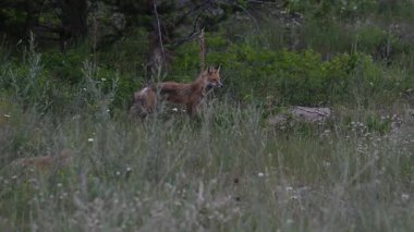 Kızıl tilki yavruları ilkbaharda Kanada Rocky Dağları 'ndaki inlerinde.