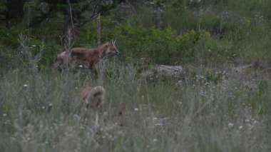 Kızıl tilki yavruları ilkbaharda Kanada Rocky Dağları 'ndaki inlerinde.