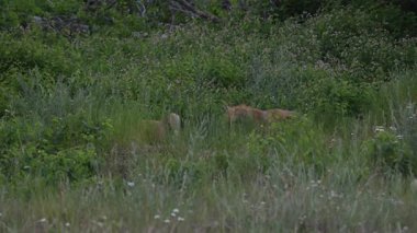 Kızıl tilki yavruları ilkbaharda Kanada Rocky Dağları 'ndaki inlerinde.