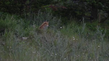 Kızıl tilki yavruları ilkbaharda Kanada Rocky Dağları 'ndaki inlerinde.