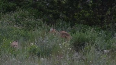 Kızıl tilki yavruları ilkbaharda Kanada Rocky Dağları 'ndaki inlerinde.