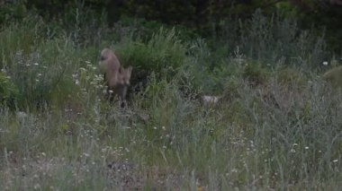 Kızıl tilki yavruları ilkbaharda Kanada Rocky Dağları 'ndaki inlerinde.