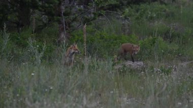 Kızıl tilki yavruları ilkbaharda Kanada Rocky Dağları 'ndaki inlerinde.