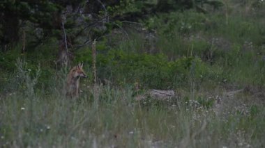 Kızıl tilki yavruları ilkbaharda Kanada Rocky Dağları 'ndaki inlerinde.