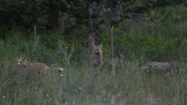 Kızıl tilki yavruları ilkbaharda Kanada Rocky Dağları 'ndaki inlerinde.