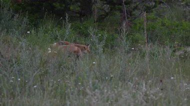 Kızıl tilki yavruları ilkbaharda Kanada Rocky Dağları 'ndaki inlerinde.