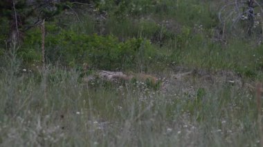 Kızıl tilki yavruları ilkbaharda Kanada Rocky Dağları 'ndaki inlerinde.