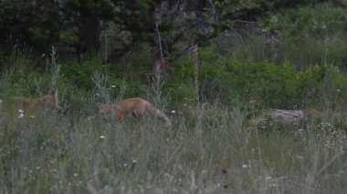 İlkbaharda Kanada 'da Fox kitleri