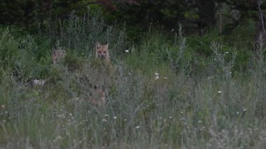 İlkbaharda Kanada 'da Fox kitleri