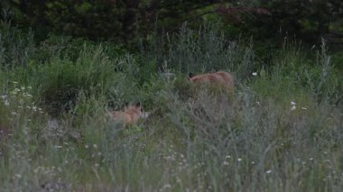 İlkbaharda Kanada 'da Fox kitleri