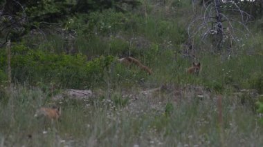 İlkbaharda Kanada 'da Fox kitleri