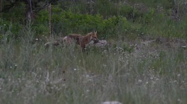 İlkbaharda Kanada 'da Fox kitleri
