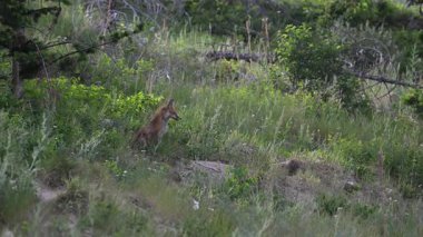 İlkbaharda Kanada 'da Fox kitleri