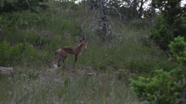 İlkbaharda Kanada 'da Fox kitleri