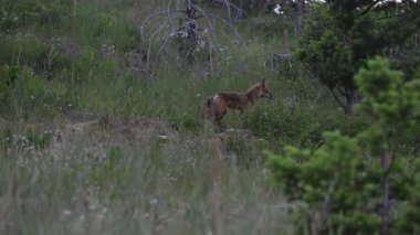 İlkbaharda Kanada 'da Fox kitleri