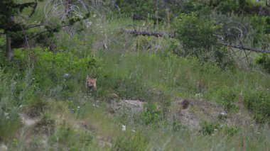 İlkbaharda Kanada 'da Fox kitleri