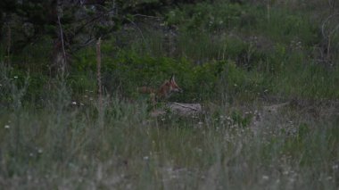 İlkbaharda Kanada 'da Fox kitleri