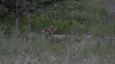 İlkbaharda Kanada 'da Fox kitleri