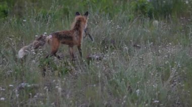 İlkbaharda Kanada 'da Fox kitleri