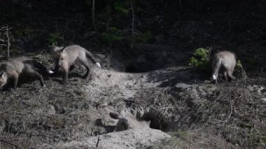 Kızıl tilki yavruları baharda yuvalarında oynuyorlar.