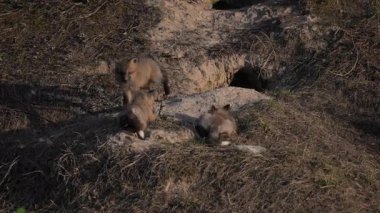 Kızıl tilki yavruları baharda yuvalarında oynuyorlar.