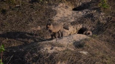 Kızıl tilki yavruları baharda yuvalarında oynuyorlar.