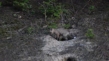 Kızıl tilki yavruları baharda yuvalarında oynuyorlar.
