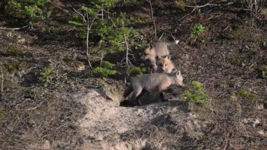 Fox ekipleri Kanada 'daki sığınaklarında