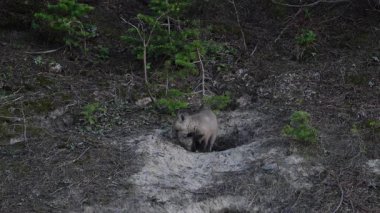 Fox ekipleri Kanada 'daki sığınaklarında