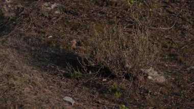 Fox ekipleri Kanada 'daki sığınaklarında