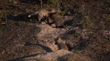 Fox ekipleri Kanada 'daki sığınaklarında