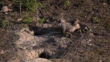 Fox ekipleri Kanada 'daki sığınaklarında