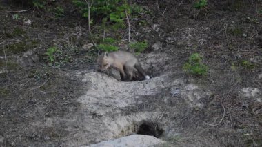 Fox ekipleri Kanada 'daki sığınaklarında